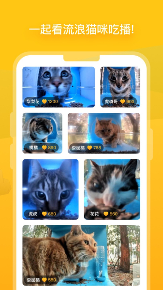 貓咪最新版本2025，探索小巷中的特色貓咪小店
